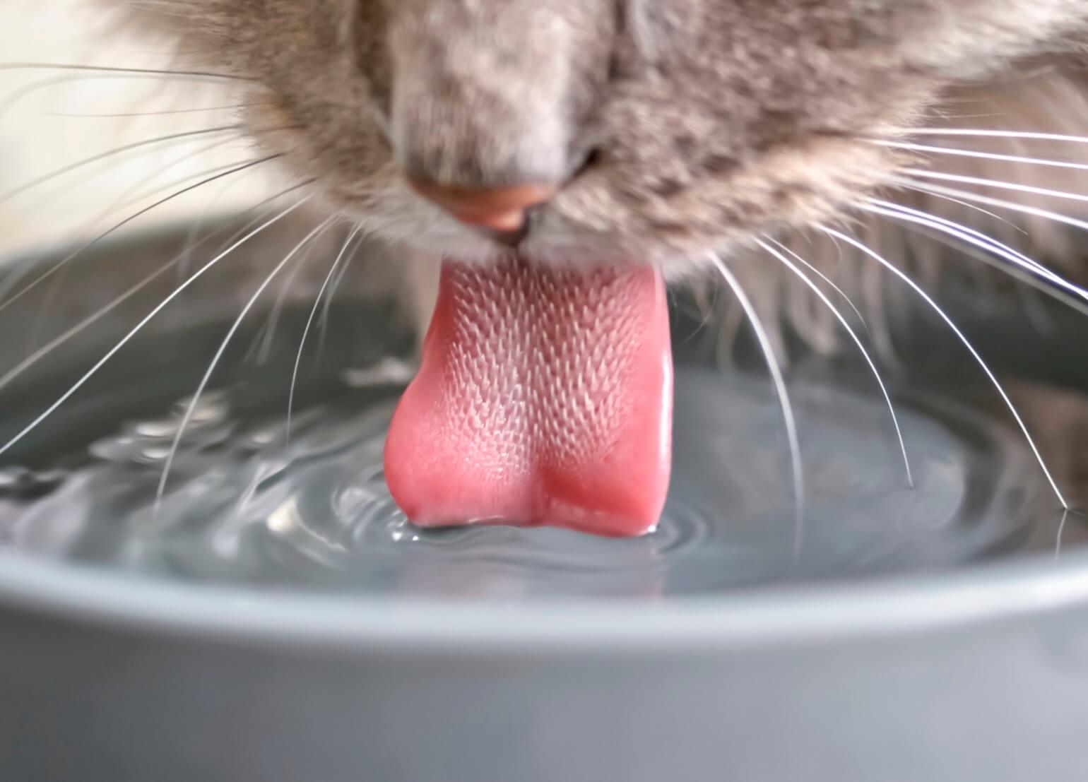 How Many Treats per Day for a Cat? Cat Treat Calculator - Cat Drinking Water Therapy